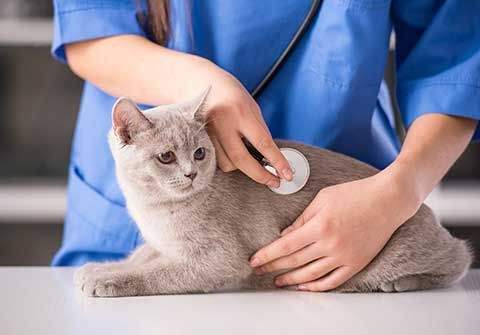 Serveis Veterinaris revisión de gato