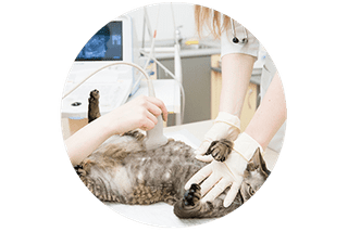 Serveis Veterinaris gato en medico